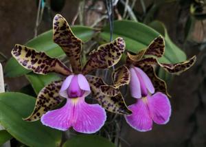 Cattleya Peckaviensis