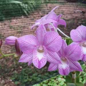 Dendrobium Burana Stripe