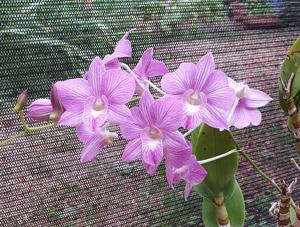 Dendrobium Burana Stripe