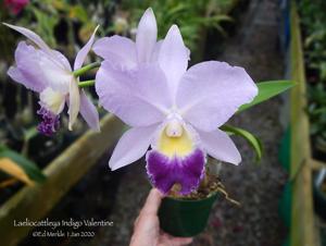 Cattleya Indigo Valentine