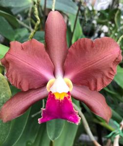 Rhyncholaeliocattleya Egyptian Queen