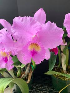 Rhyncholaeliocattleya Annie Belle