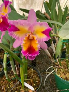 Rhyncholaeliocattleya Hawaiian Lightning