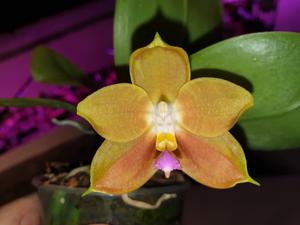 Phalaenopsis LD's Bear King