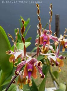 Dendrobium Garuda Wisnu Kencana