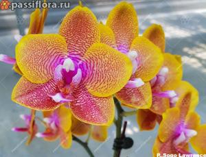 Phalaenopsis Sogo Lawrence