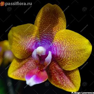 Phalaenopsis Sogo Lawrence