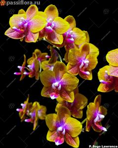 Phalaenopsis Sogo Lawrence