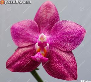 Phalaenopsis Ember