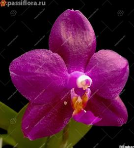 Phalaenopsis Ember