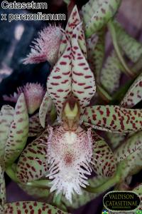 Catasetum perazolianum