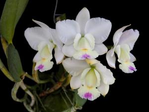 Cattleya Snow Blind