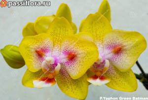 Phalaenopsis Yaphon Green Batman