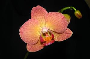 Phalaenopsis Chialin Rainbow
