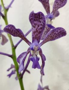 Vandachostylis Tien-Cheng Blueberry