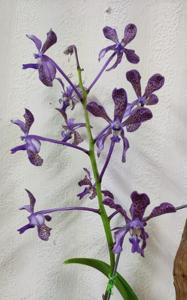 Vandachostylis Tien-Cheng Blueberry