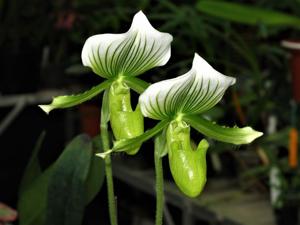 Paphiopedilum Maudiae