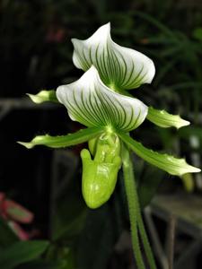 Paphiopedilum Maudiae