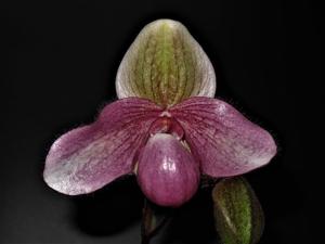 Paphiopedilum Delophyllum