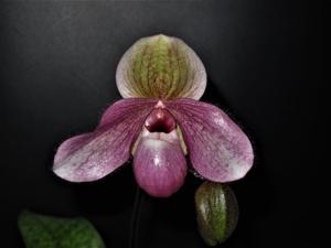 Paphiopedilum Delophyllum