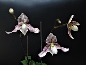 Paphiopedilum Vipanii