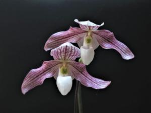 Paphiopedilum Vipanii