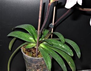 Paphiopedilum Vipanii