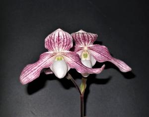 Paphiopedilum Vipanii