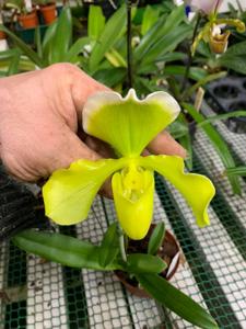 Paphiopedilum Yerba Buena