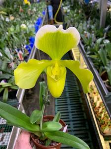 Paphiopedilum Yerba Buena