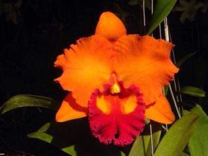 Rhyncholaeliocattleya Siam Aurora