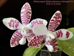 Phalaenopsis Double Shot