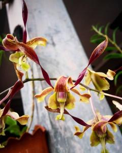 Dendrobium Green Viper