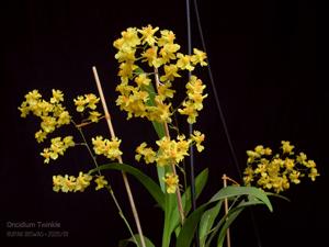 Oncidium Twinkle