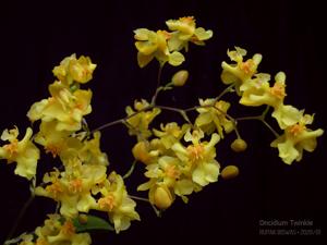 Oncidium Twinkle