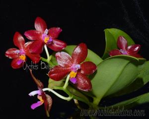 Phalaenopsis Yuda Blood Red