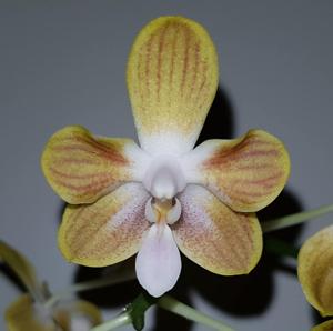 Phalaenopsis Golden Butterfly