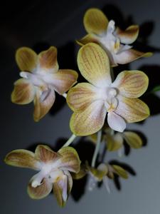 Phalaenopsis Golden Butterfly