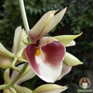 Catasetum João Stivalli