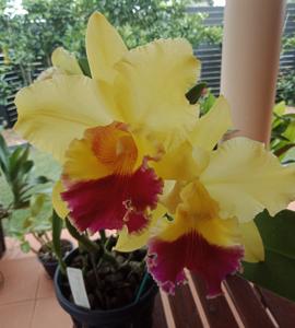 Rhyncholaeliocattleya Memoria Reg Dyson