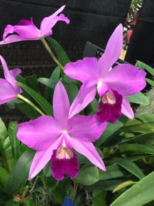 Cattleya Cloud's Pure Love