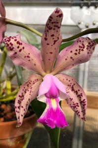 Cattleya Brabantiae