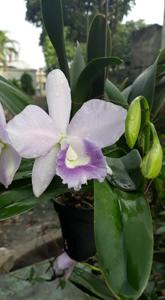 Cattlianthe Blue Angel