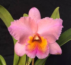 Rhyncholaeliocattleya Edith North