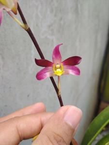 Dendrobium Loan Sudharta-Minnie