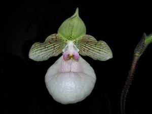 Paphiopedilum Fanaticum