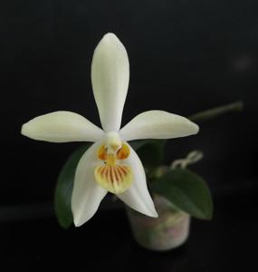 Phalaenopsis Cobalty