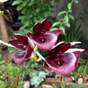 Catasetum Durval Ferreira