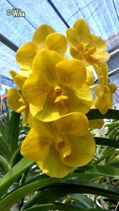 Vanda Nopporn Golden Dream