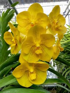 Vanda Nopporn Golden Dream